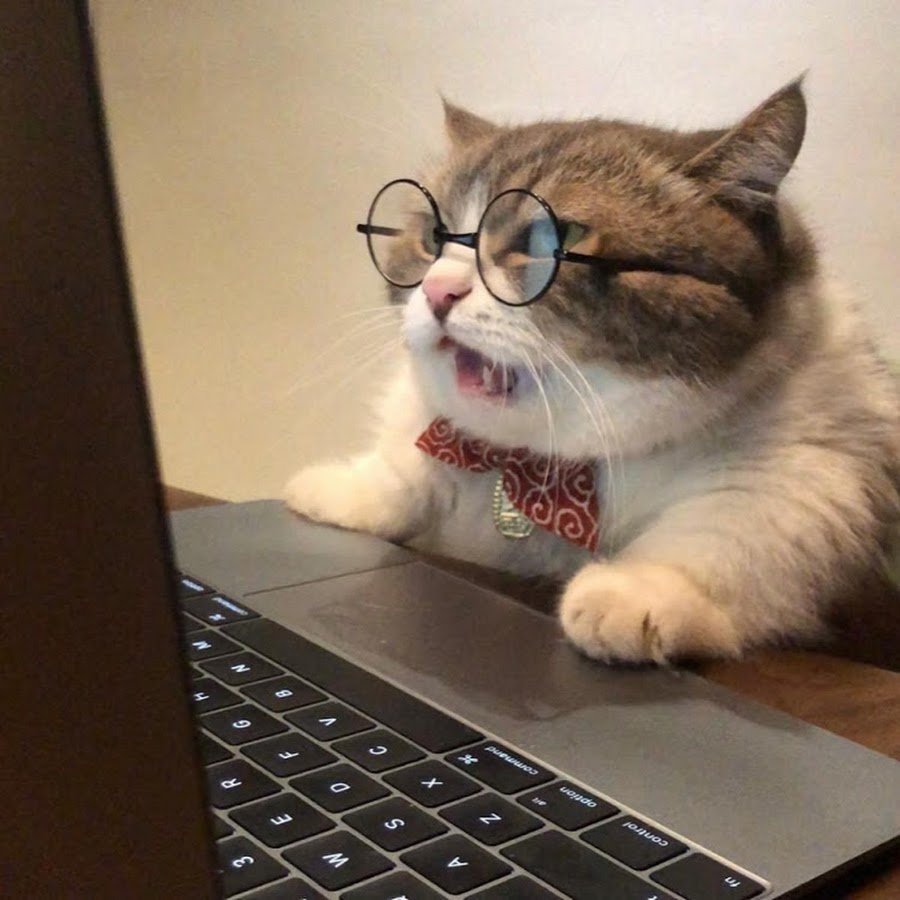 Котик программист