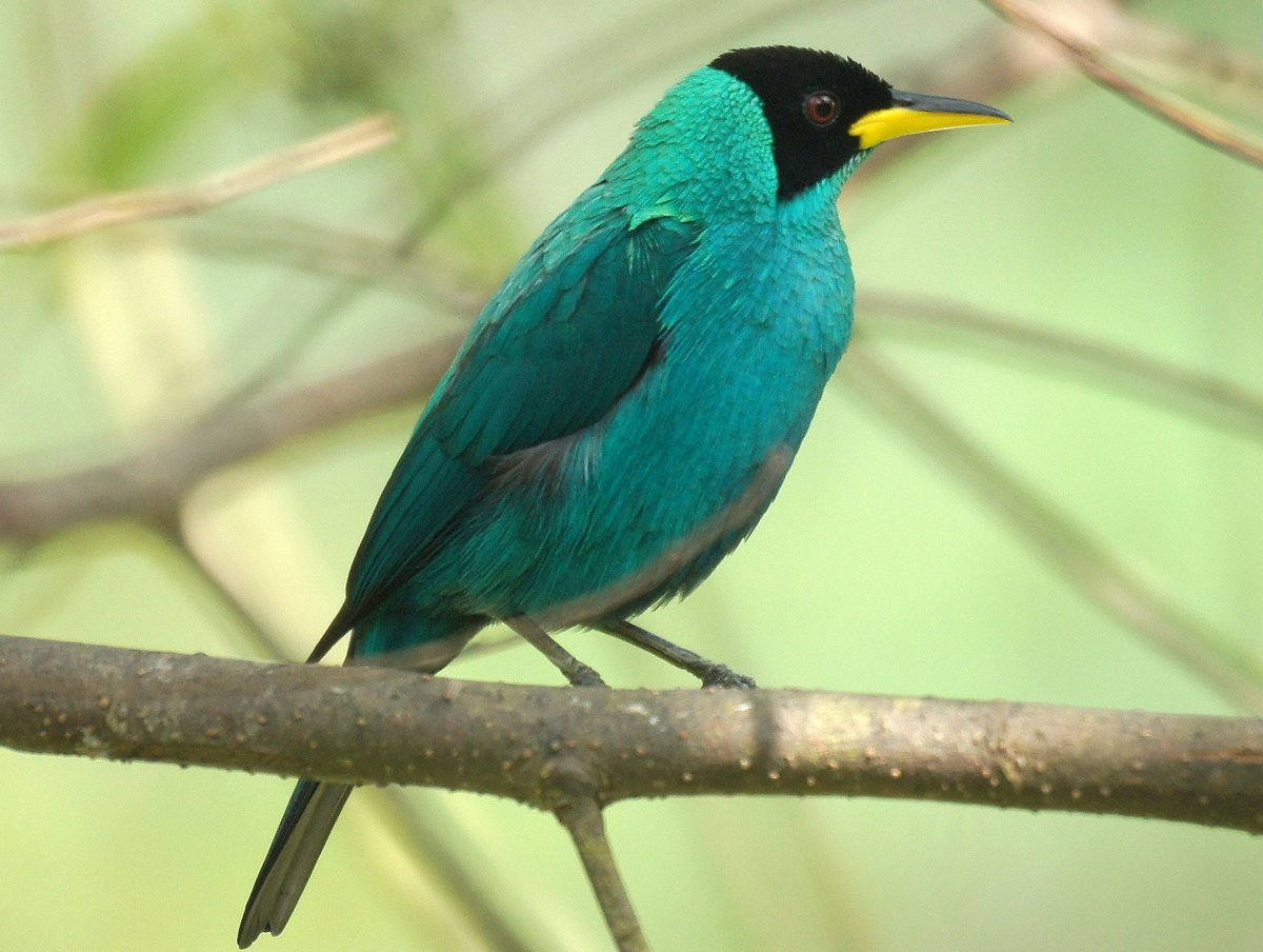 Птица с зеленым хвостом