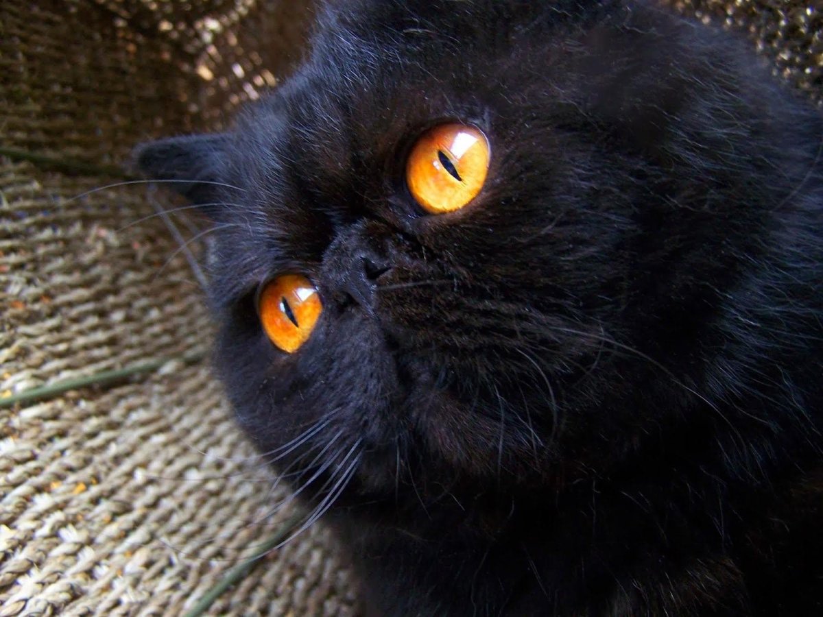Черная шотландская кошка