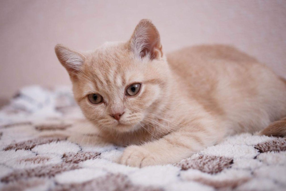 Персиковый котенок