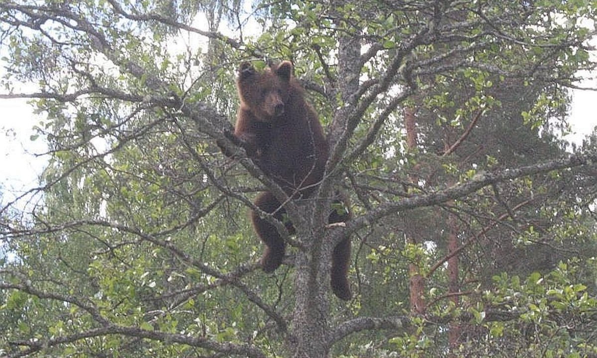 Медведь лезет на дерево